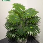3 Feet Artificial Green Plant | Livinza