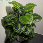 ঘর ও অফিসের সৌন্দর্য বাড়াতে প্রিমিয়াম ৩ ফিট Artificial Green Plant।