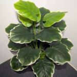 3 Feet Artificial Green Plant | Livinza