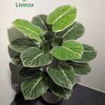 3 Feet Artificial Green Plant | Livinza