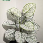 লিভিনজার Premium 3 Feet Artificial Green Plant। ঘর, অফিস, শোরুম ও বিভিন্ন ইনডোর স্পেসে ন্যাচারাল সবুজের সুন্দর লুক দিতে উপযোগী।