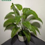 3 Feet Artificial Plant for Home Office and Indoor Decoration